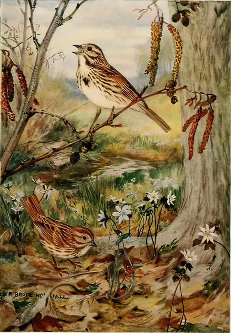 Bird Biographies A Guide-Book for Beginners by Alice Eliza Ball (1867-1948) Illustrated by Robert Bruce Horsfall (1869-1948) New York Dodd, Mead and Company, Inc., 1923 song sparrow