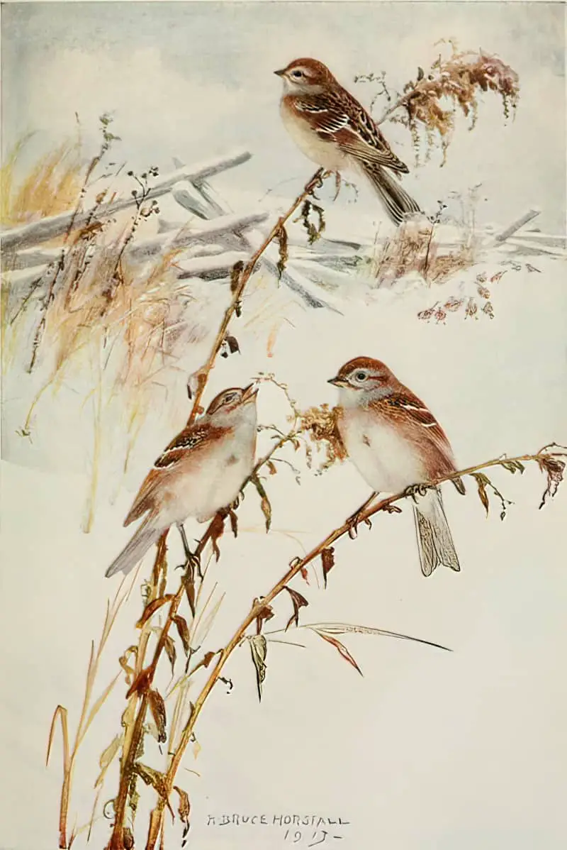 Bird Biographies A Guide-Book for Beginners by Alice Eliza Ball (1867-1948) Illustrated by Robert Bruce Horsfall (1869-1948) New York Dodd, Mead and Company, Inc., 1923 tree sparrow