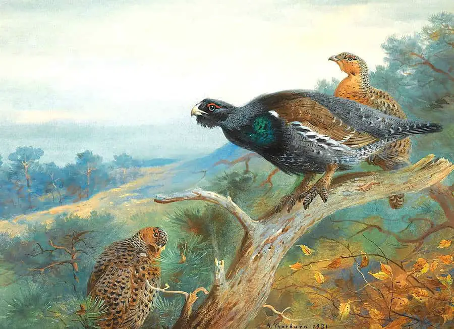 Capercaillie illustration by Archibald Thorburn bird