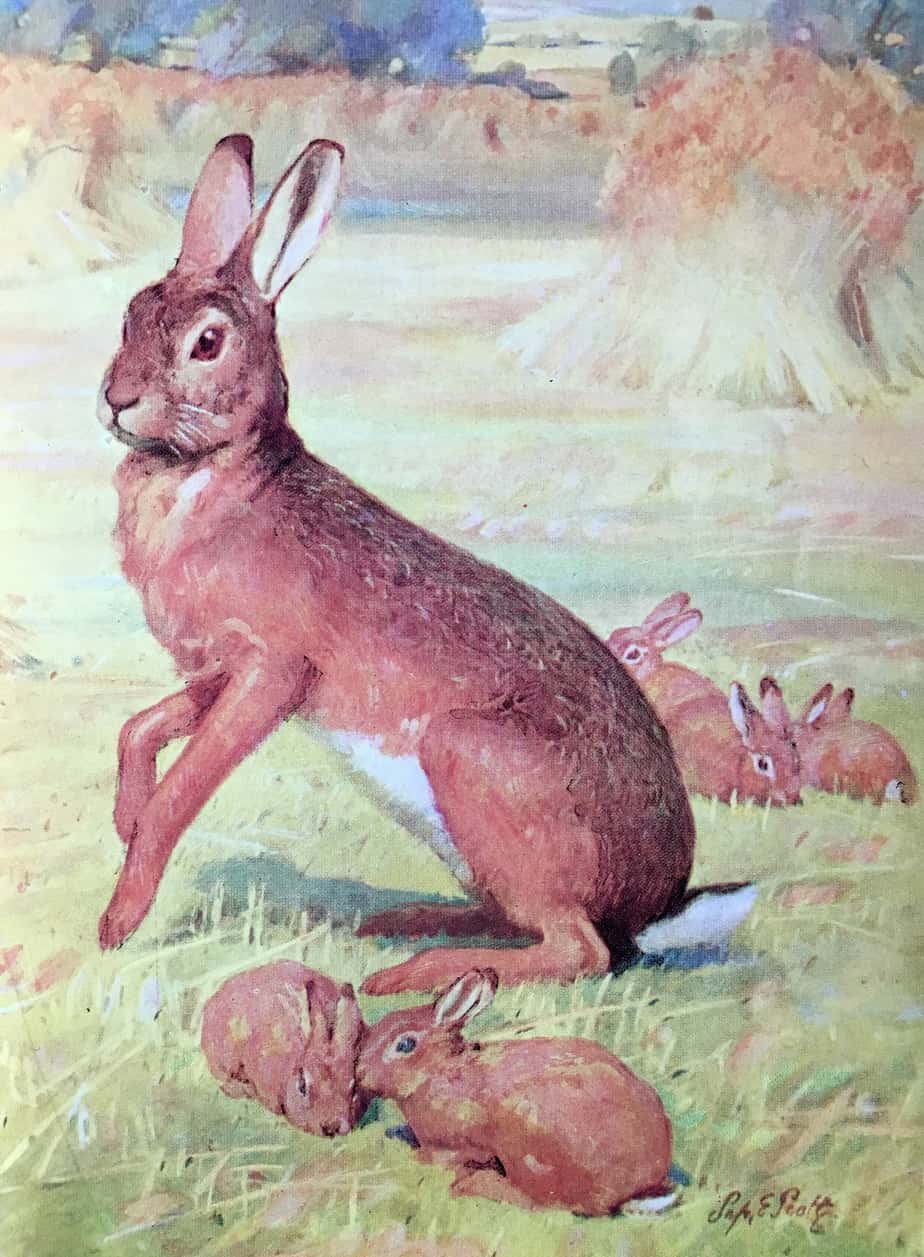 The Hare by Septimus E Scott