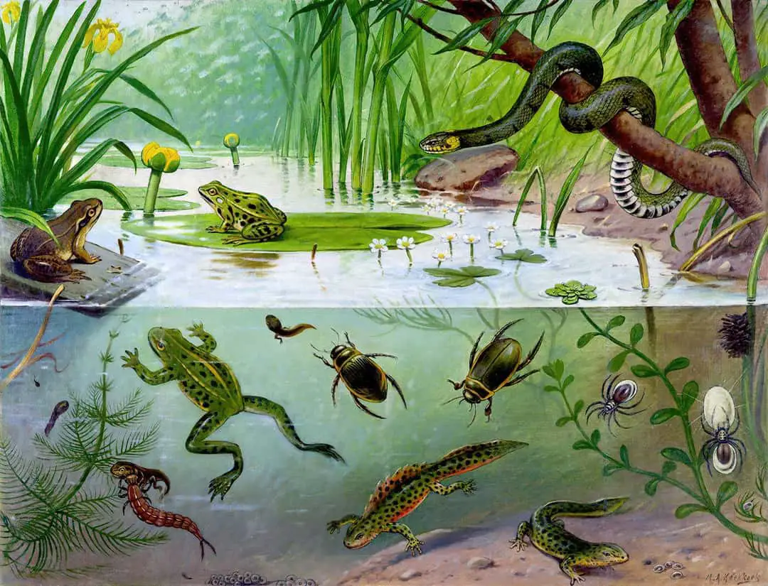 M.A. Koekkoek illustration of pond life Nature Illustration, Botanical Illustration, Pond Life, School Posters, Dutch illustrator Marinus Adrianus Koekkoek II