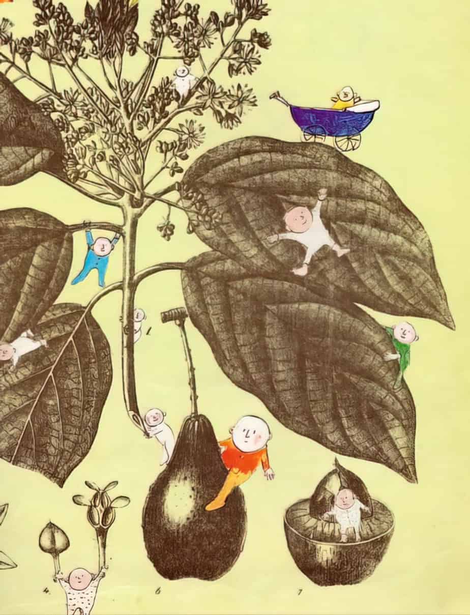 Avocado Baby by John Burningham