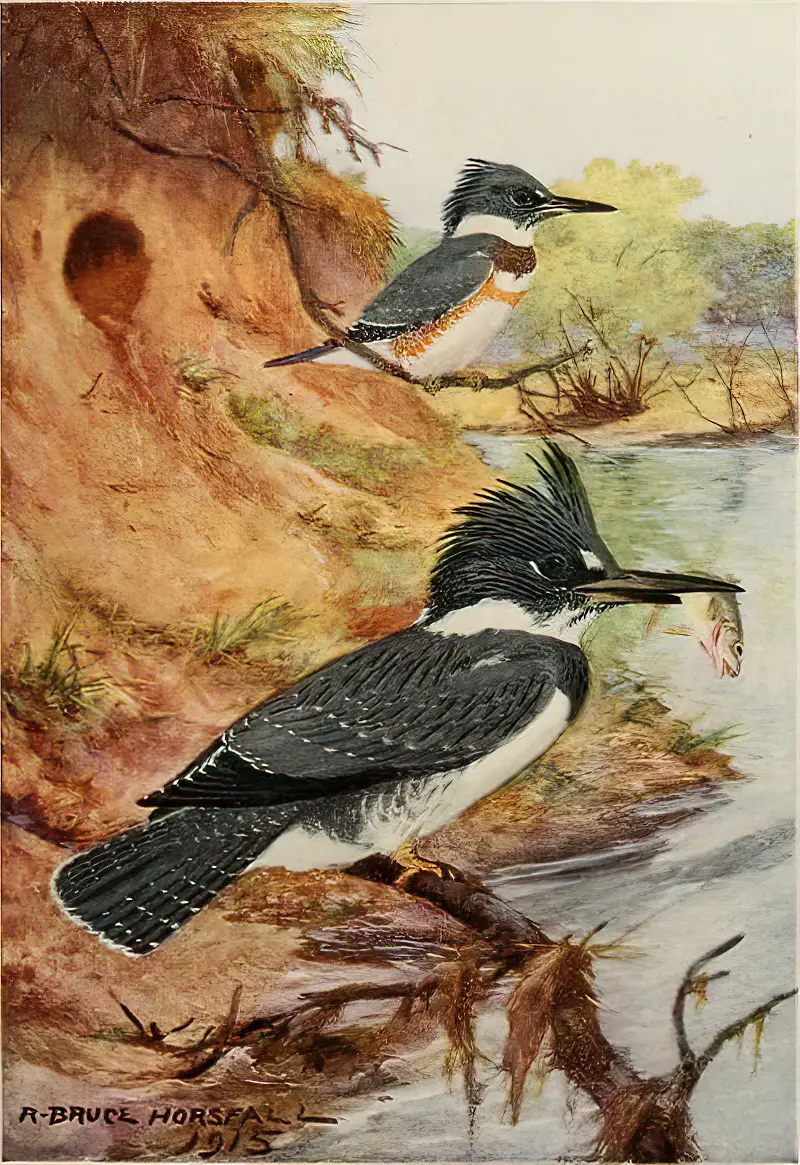 Bird Biographies A Guide-Book for Beginners by Alice Eliza Ball (1867-1948) Illustrated by Robert Bruce Horsfall (1869-1948) New York Dodd, Mead and Company, Inc., 1923 Kingfisher birds on branches, one with a fish in its beak.