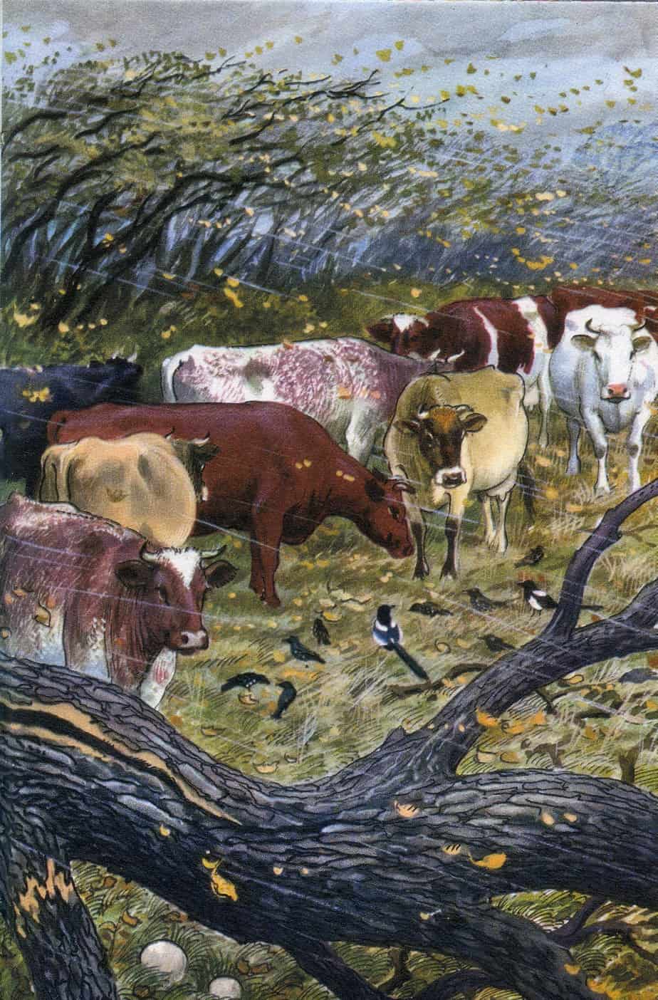 C.F.Tunnicliffe for What To Look For In Autumn (Ladybird) cows