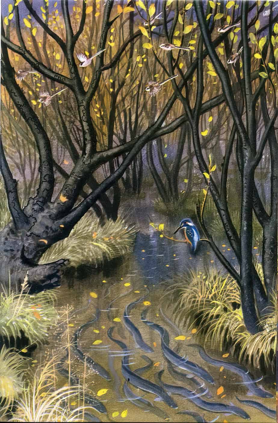 C.F. Tunnicliffe for What To Look For In Autumn (Ladybird) kingfisher