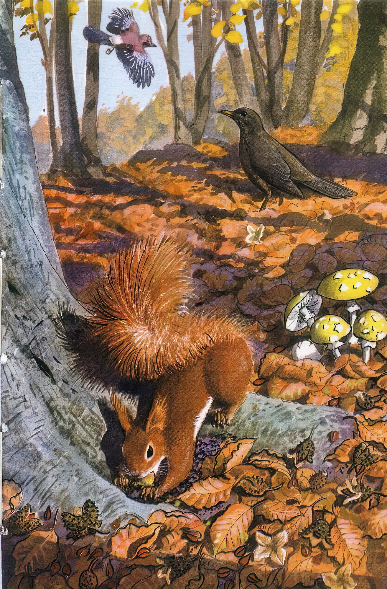 C.F.Tunnicliffe for What To Look For In Autumn (Ladybird) squirrel