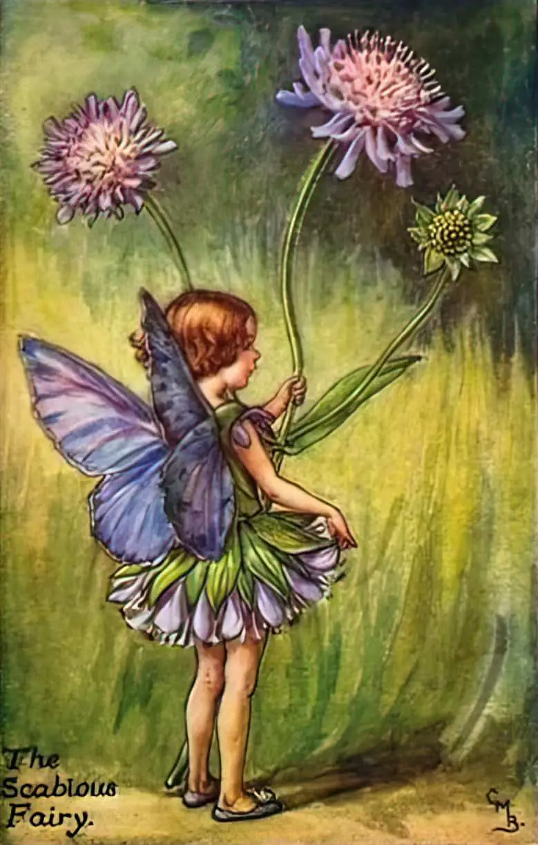 Scabious flower fairy by illustrator Cicely Mary Barker 1925 aka pincushion flower